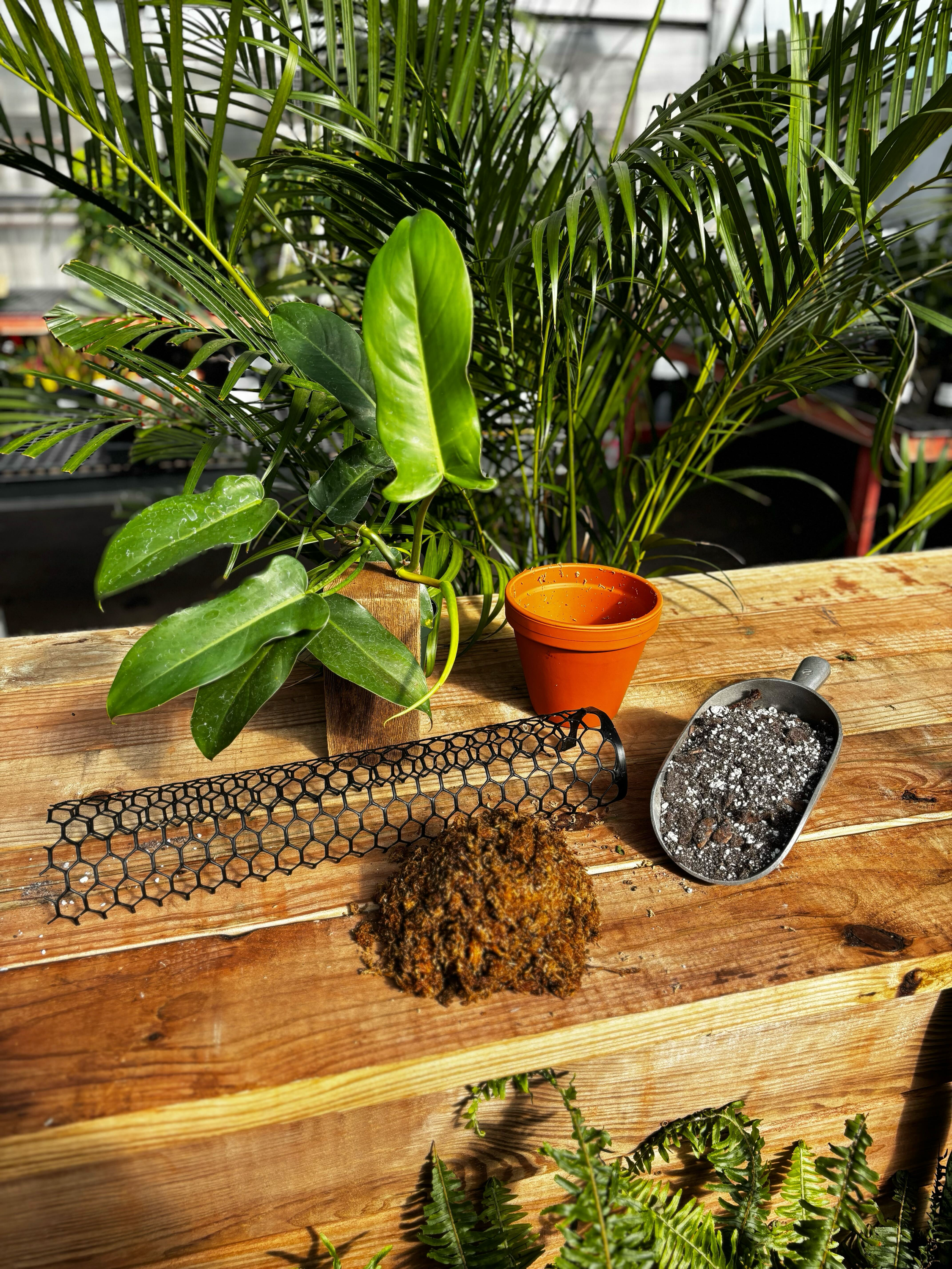 Moss Pole Class Ticket