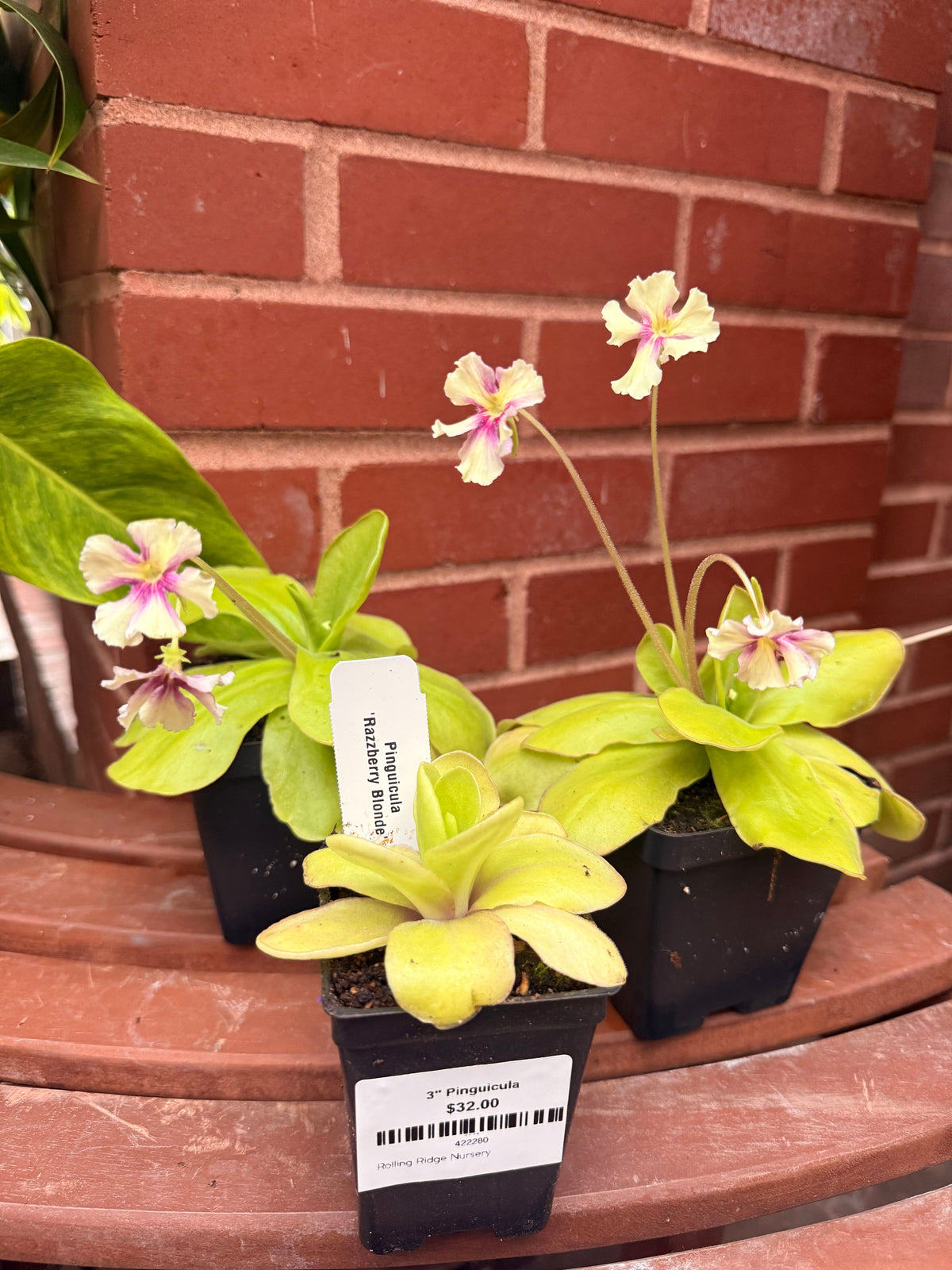 4" Razzberry Blonde Pinguicula