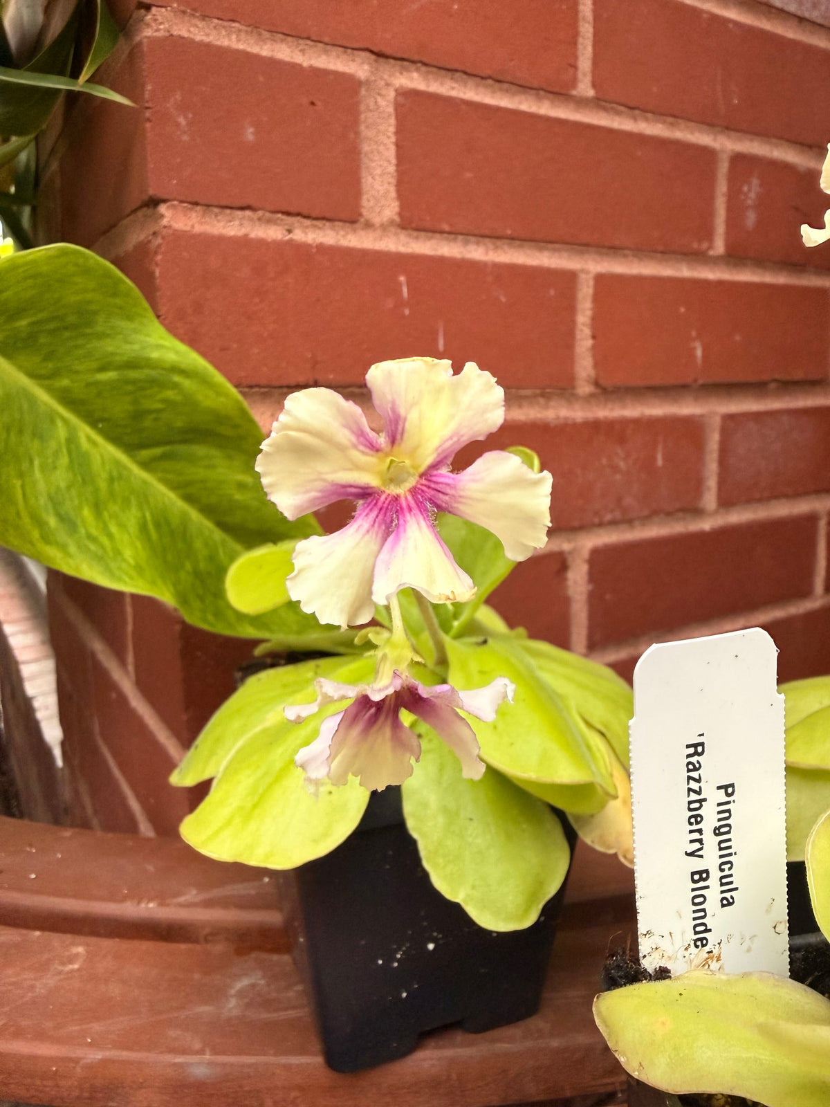 4" Razzberry Blonde Pinguicula