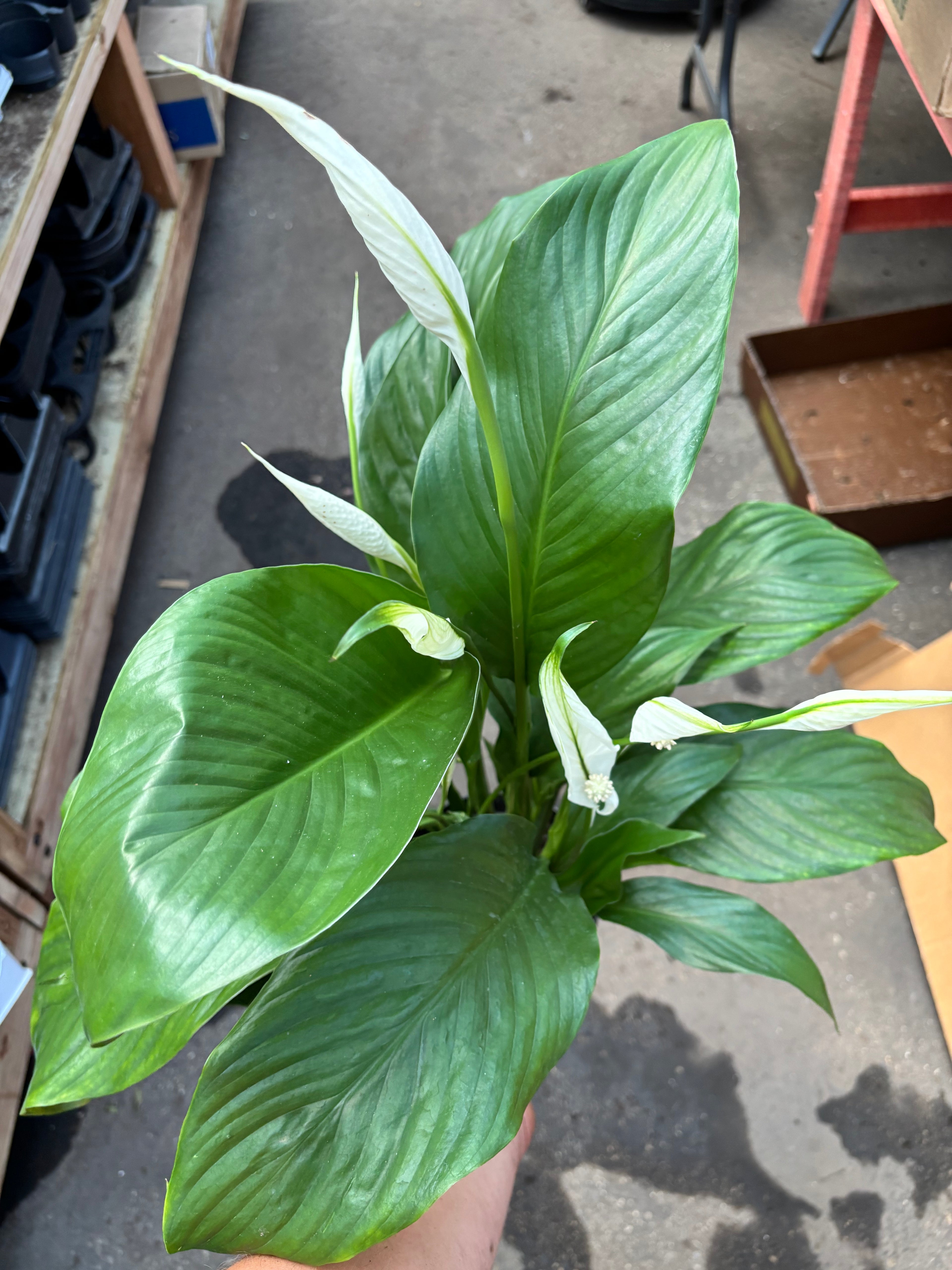 8" Spathiphyllum