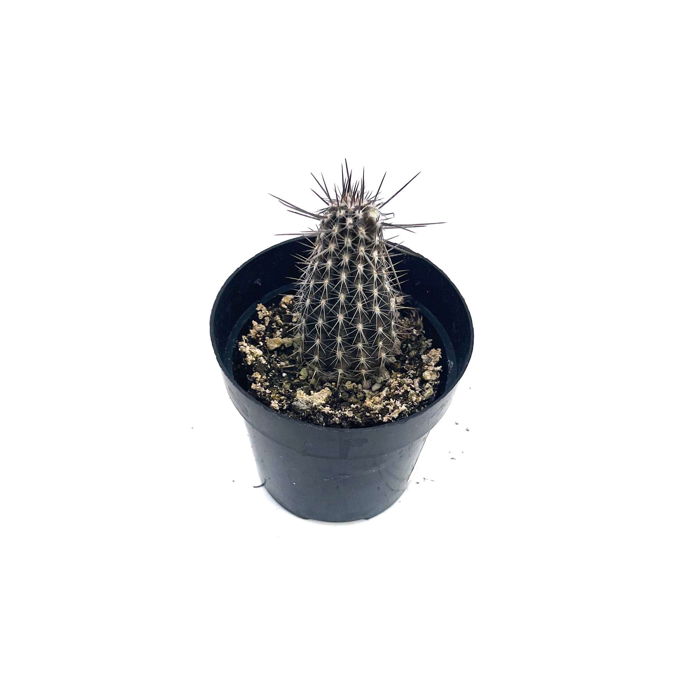 8" Spring Cactus plant photo