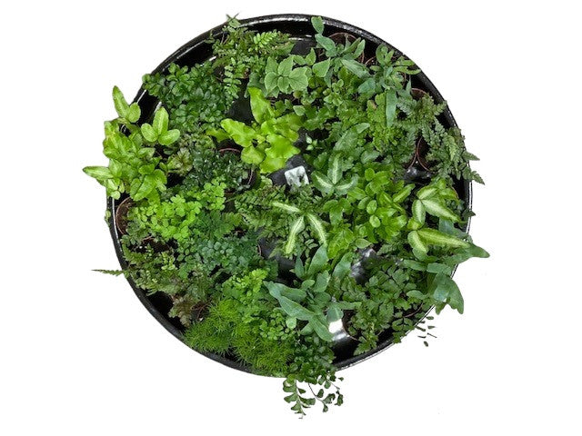2" Fern plant photo