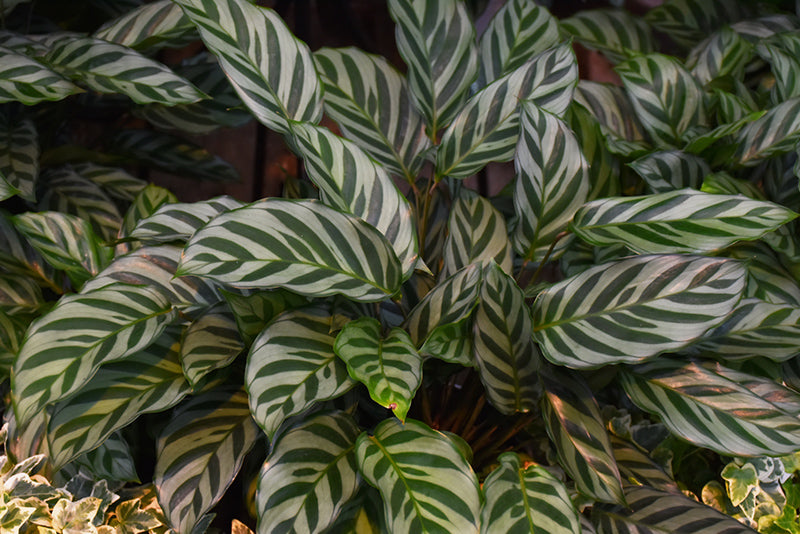 6" Calathea Peacock