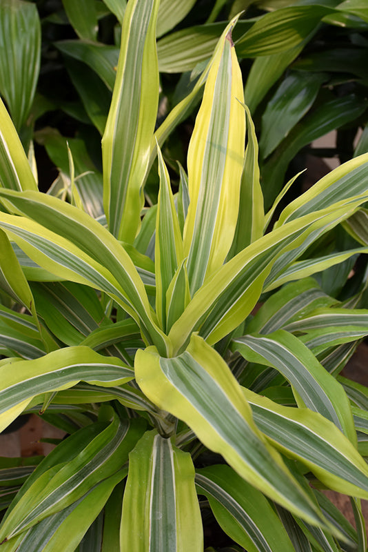 6in Dracaena Warneckii Gold Star