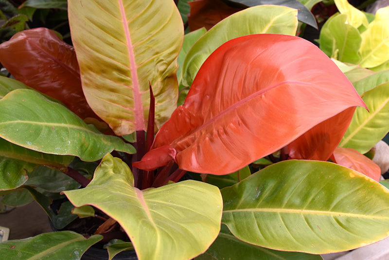 4" Philodendron Prince of Orange plant photo