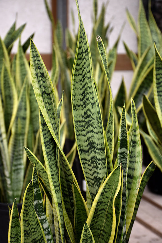 4" Sansevieria Superba Futura