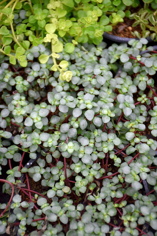 6" Pilea Aquamarine