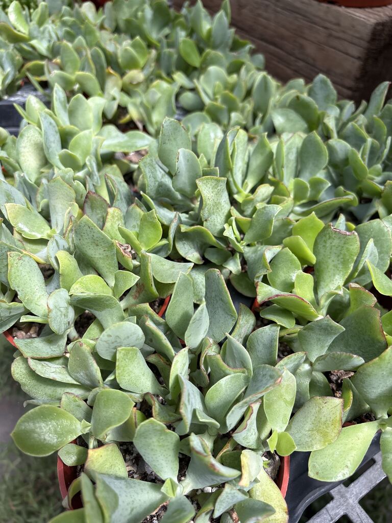 Jade Ripple