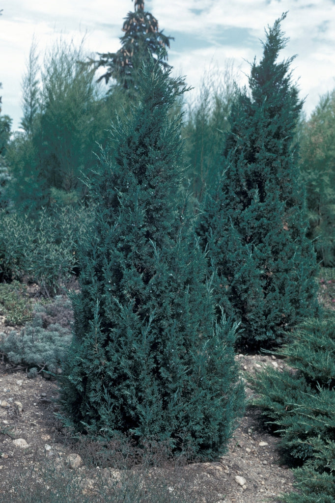 Juniper ‘Iowa’