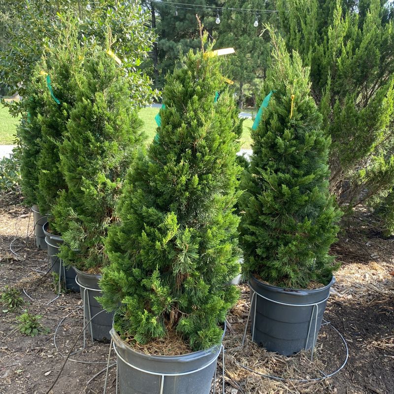 Juniper &
