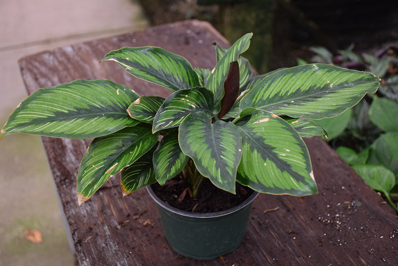 4" Calathea Beauty Star