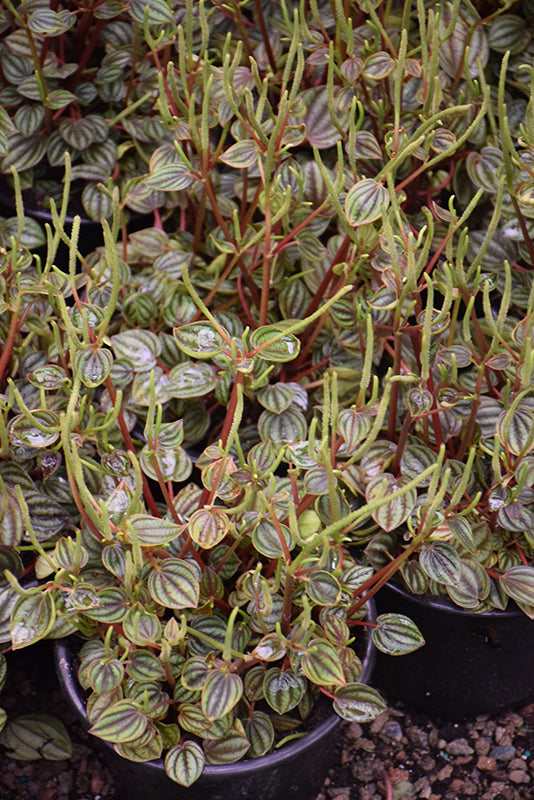 4" Peperomia Piccolo Banda