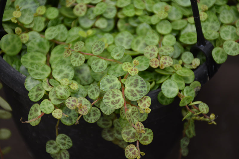 2" Peperomia String of Turtles