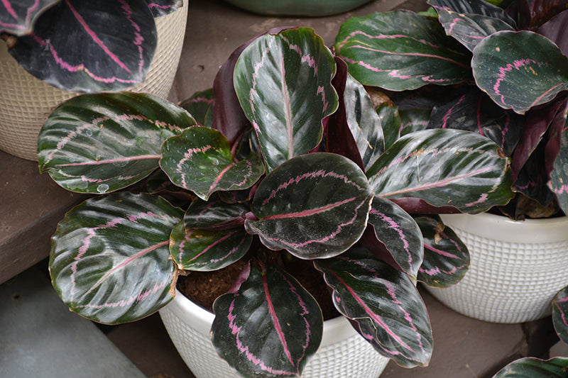 4" Calathea Dottie