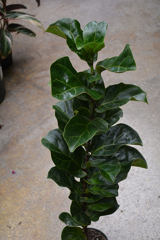 4" Ficus Lyrata Little Fiddle