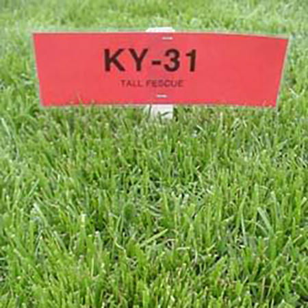 K31 Grass Seed