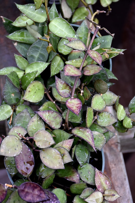 4" Hoya Krohniana