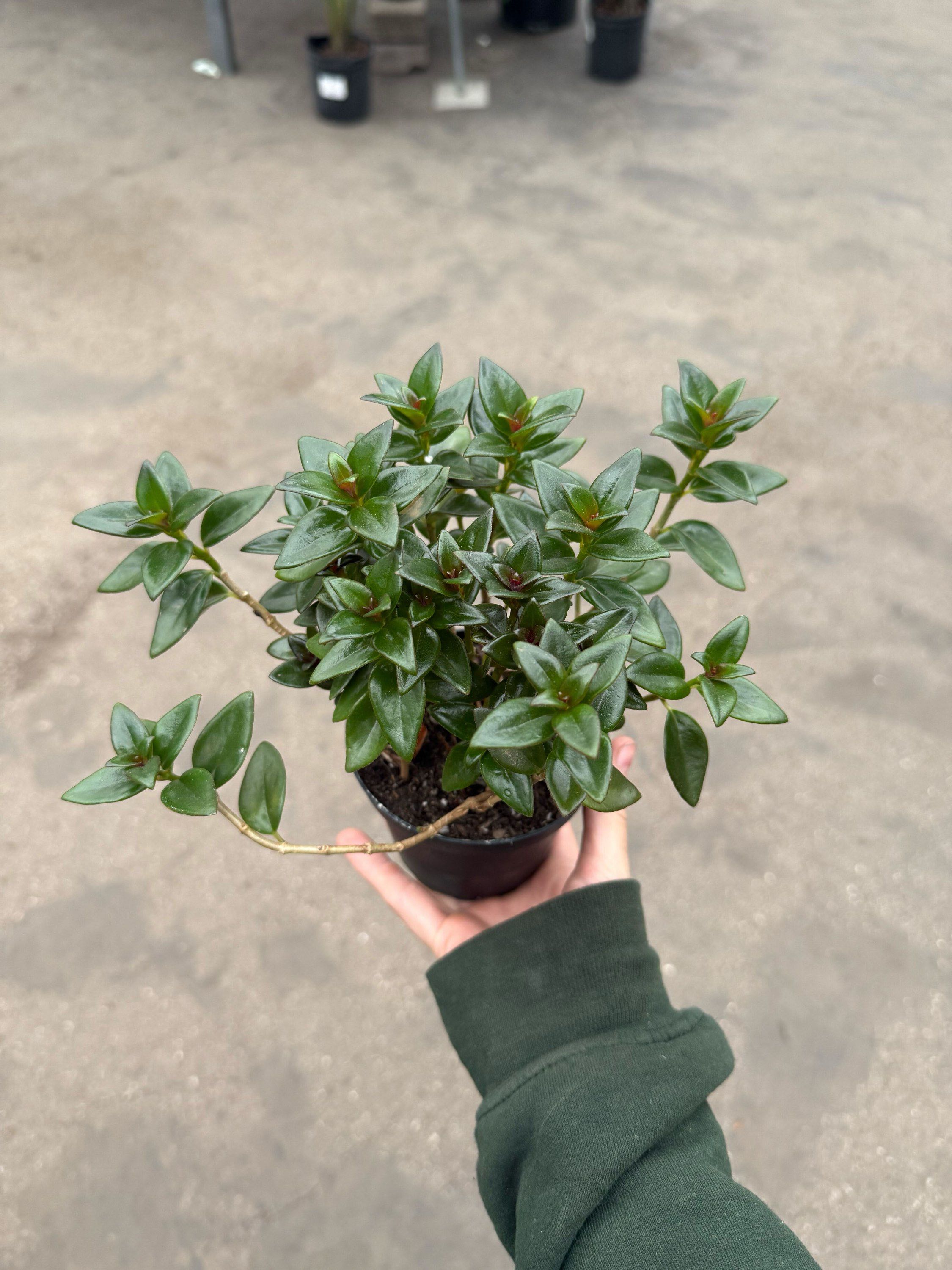 4" Lipstick Black Pagoda