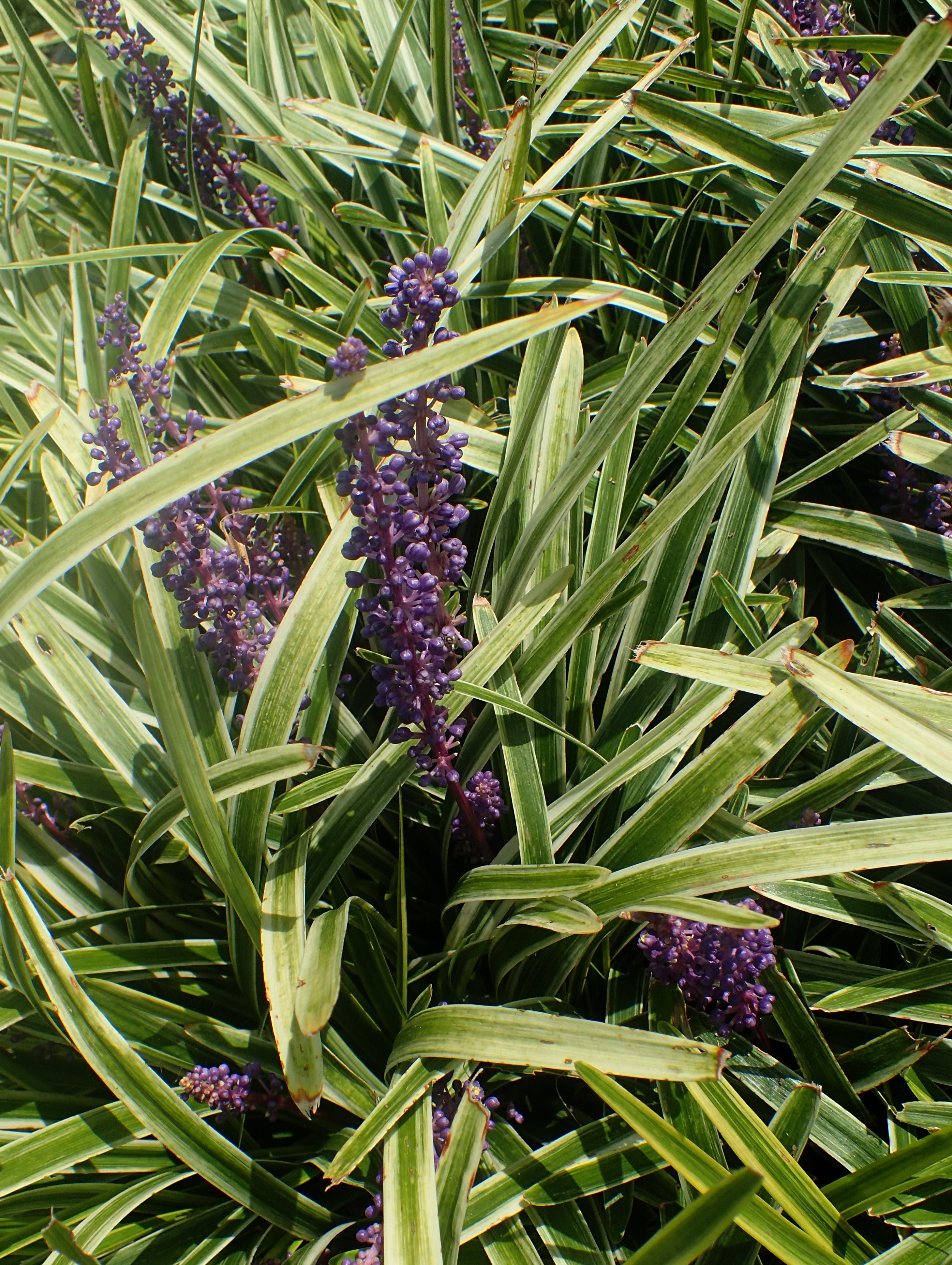 Liriope Variegata 1 GAL plant photo