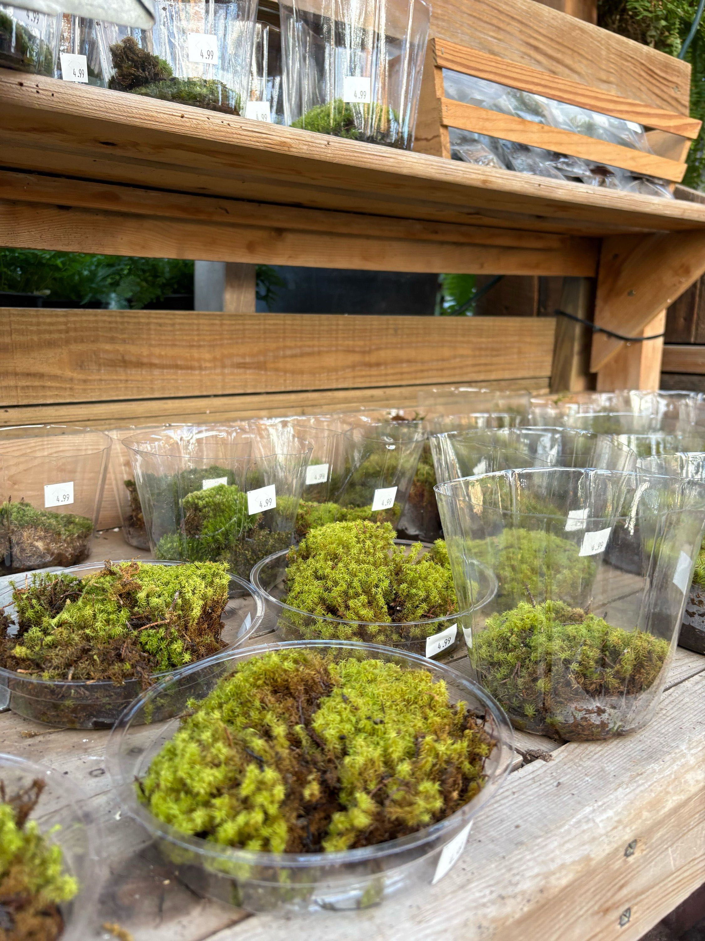 Live moss