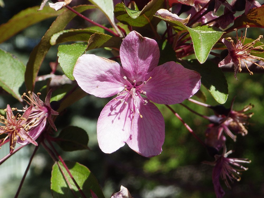 Crabapple &