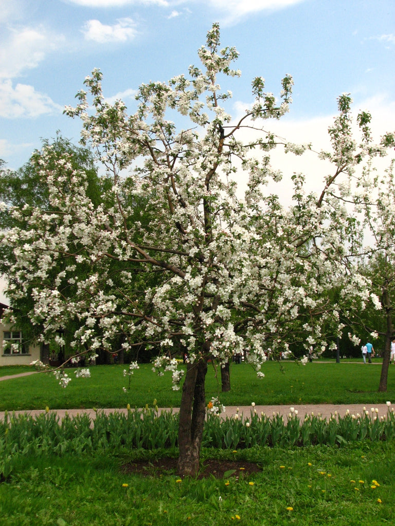 Mystery Apple