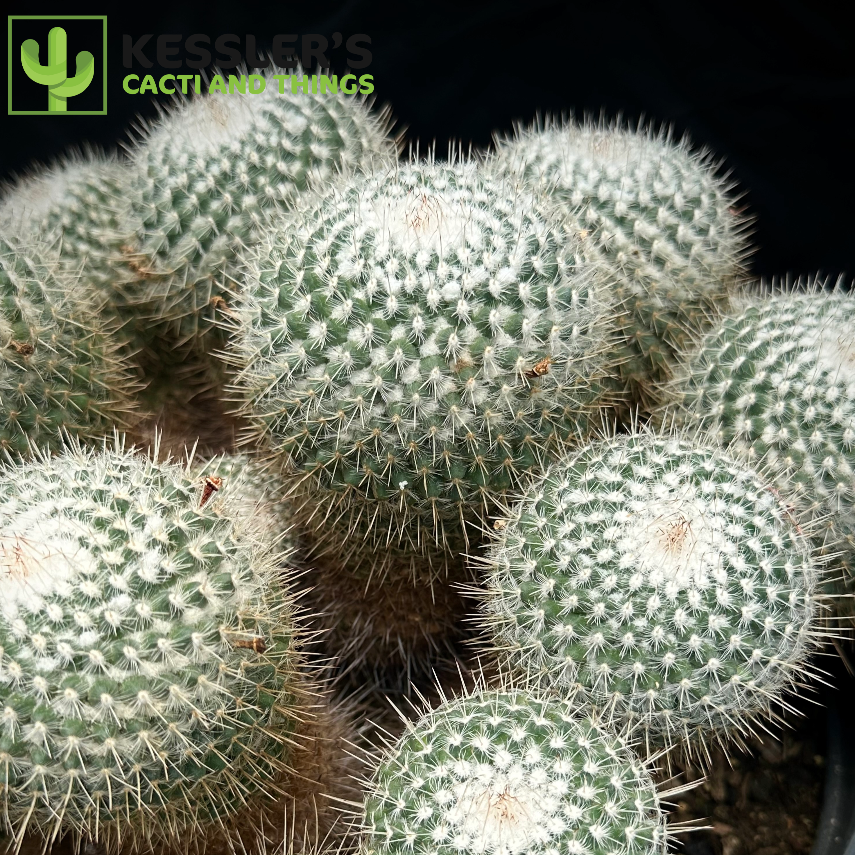 6" Cactus plant photo