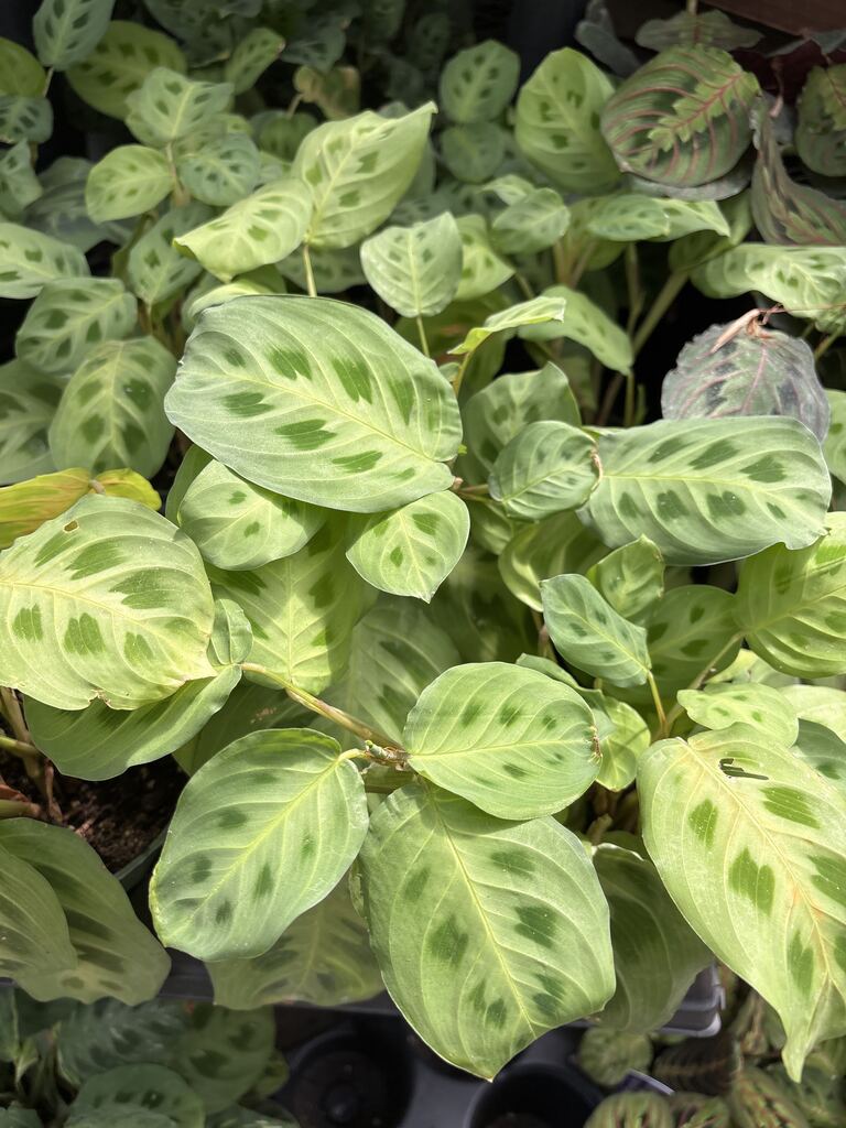 Maranta Green