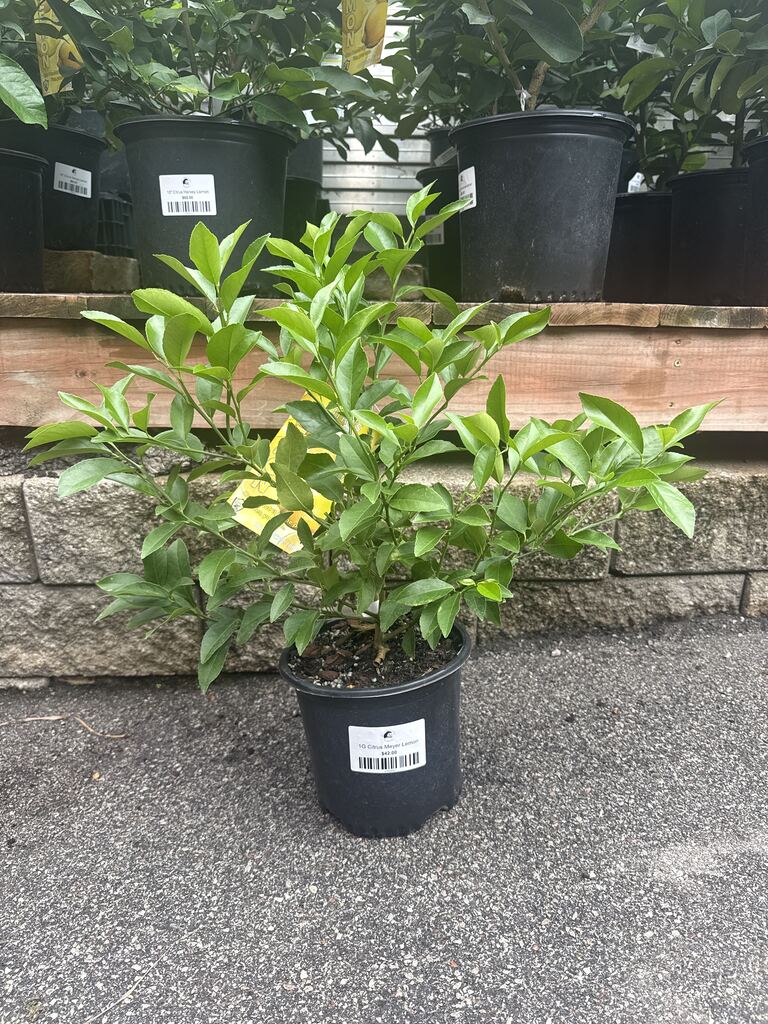 Meyer Lemon