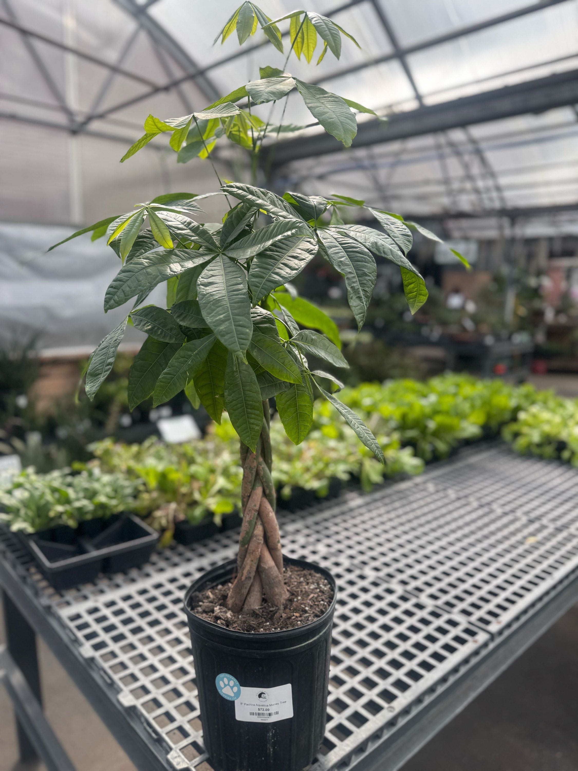 Small Money Tree