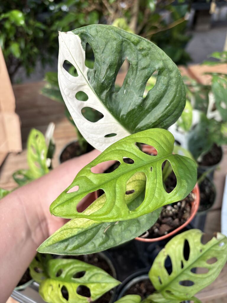 Monstera Adansonii Variegated