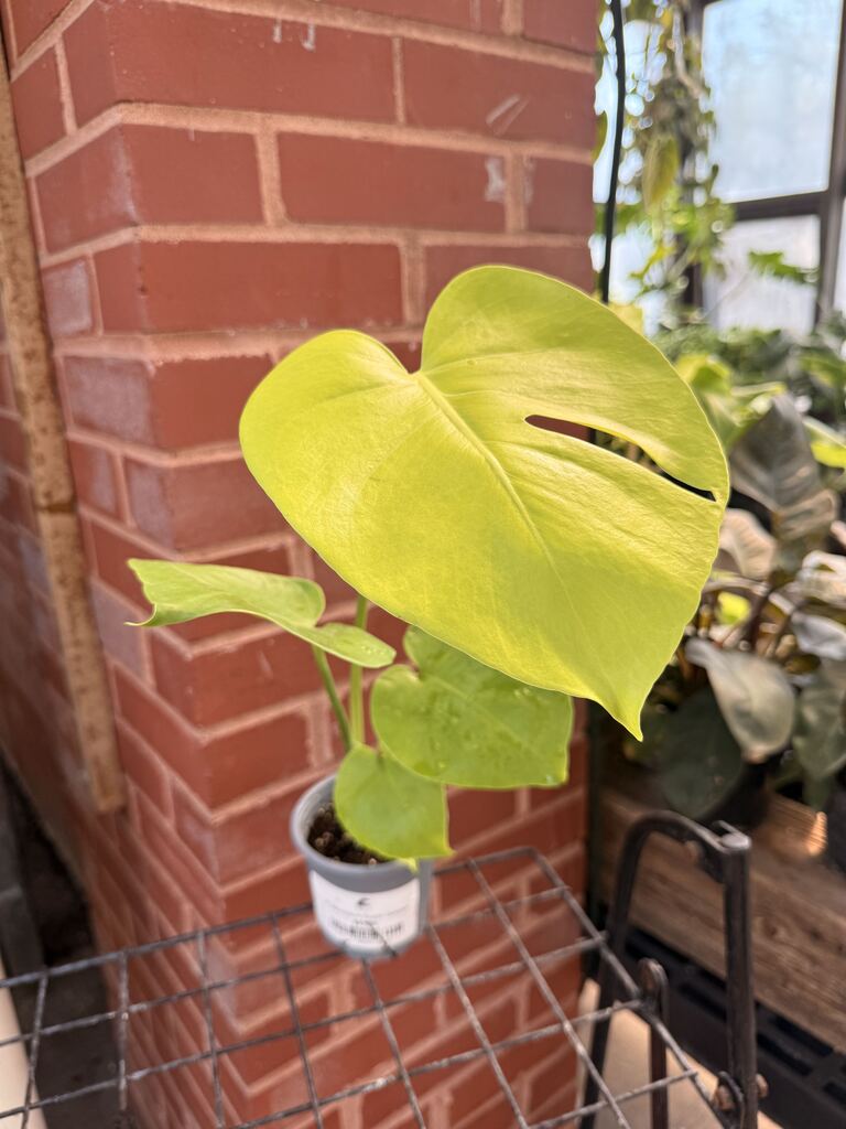 Monstera Super Golden