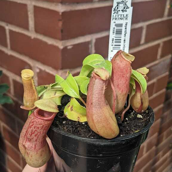 Nepenthes Ventricosa