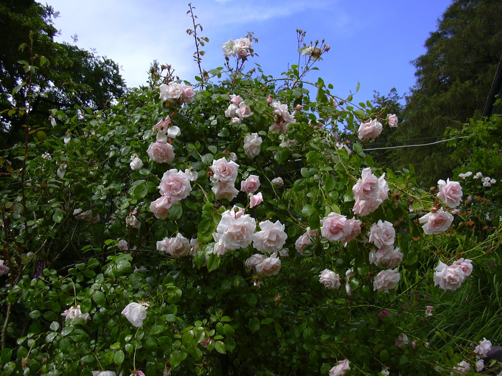 Rose &