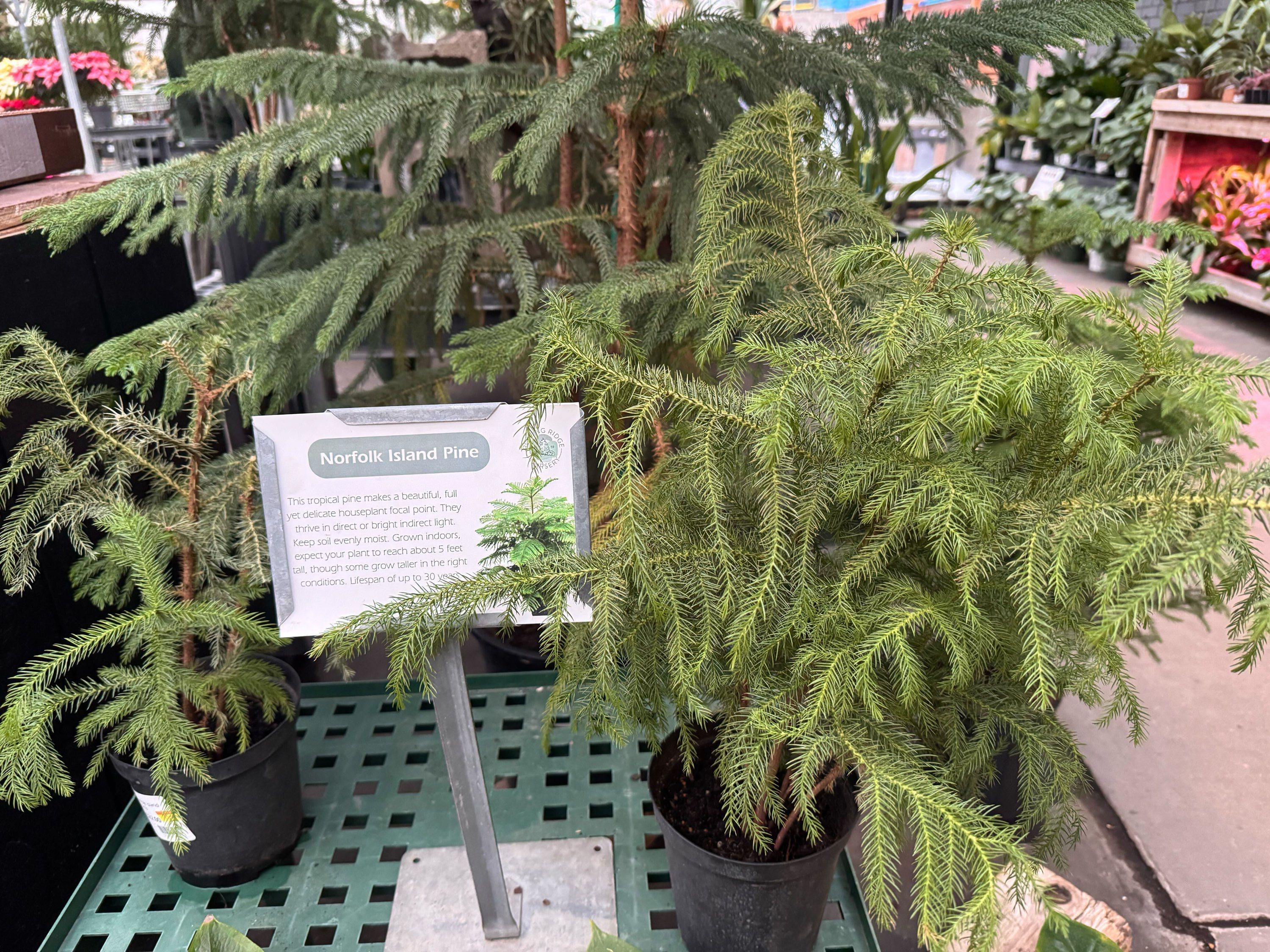 6" Norfolk Island Pine