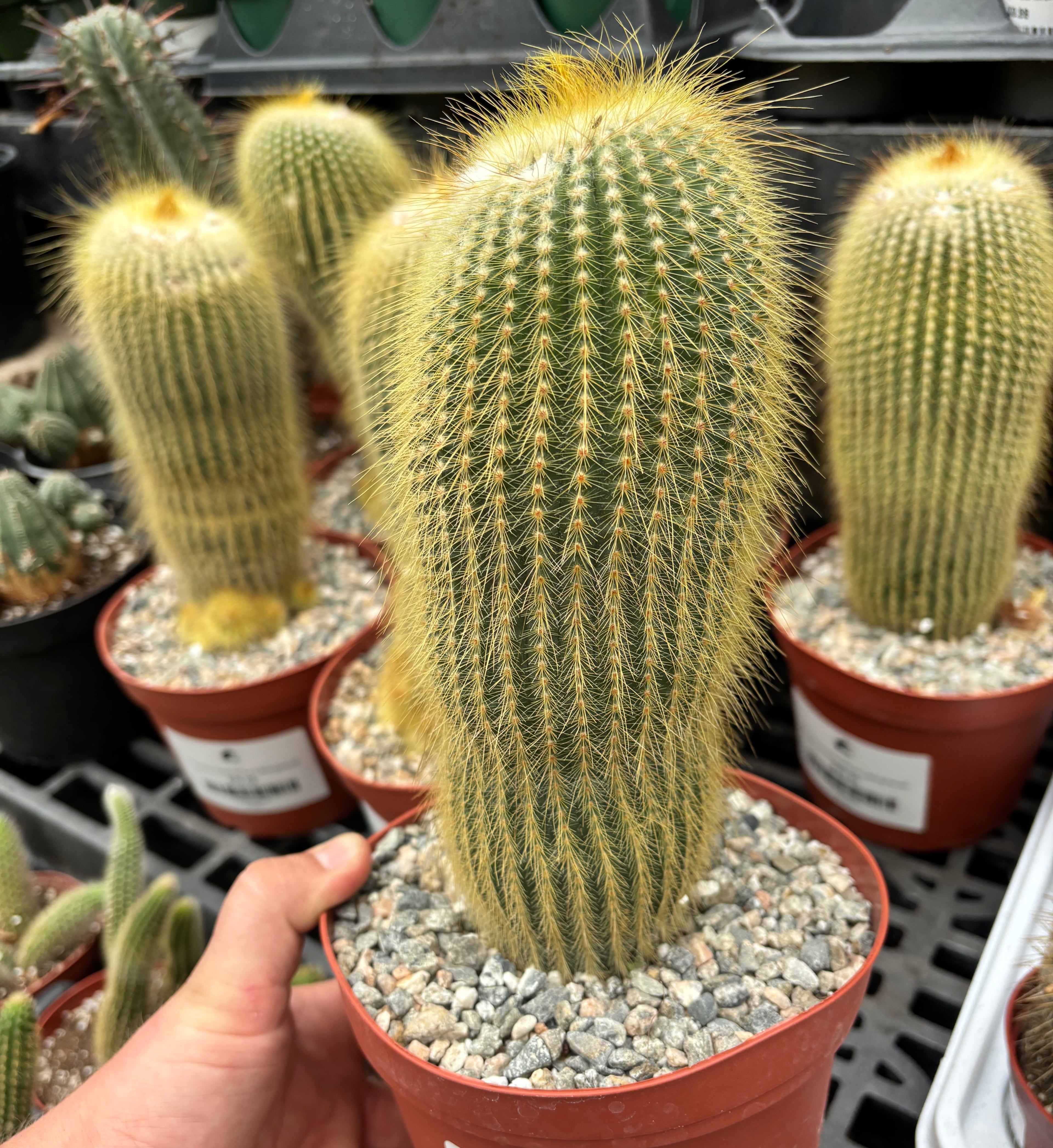 Notocactus leninghausii
