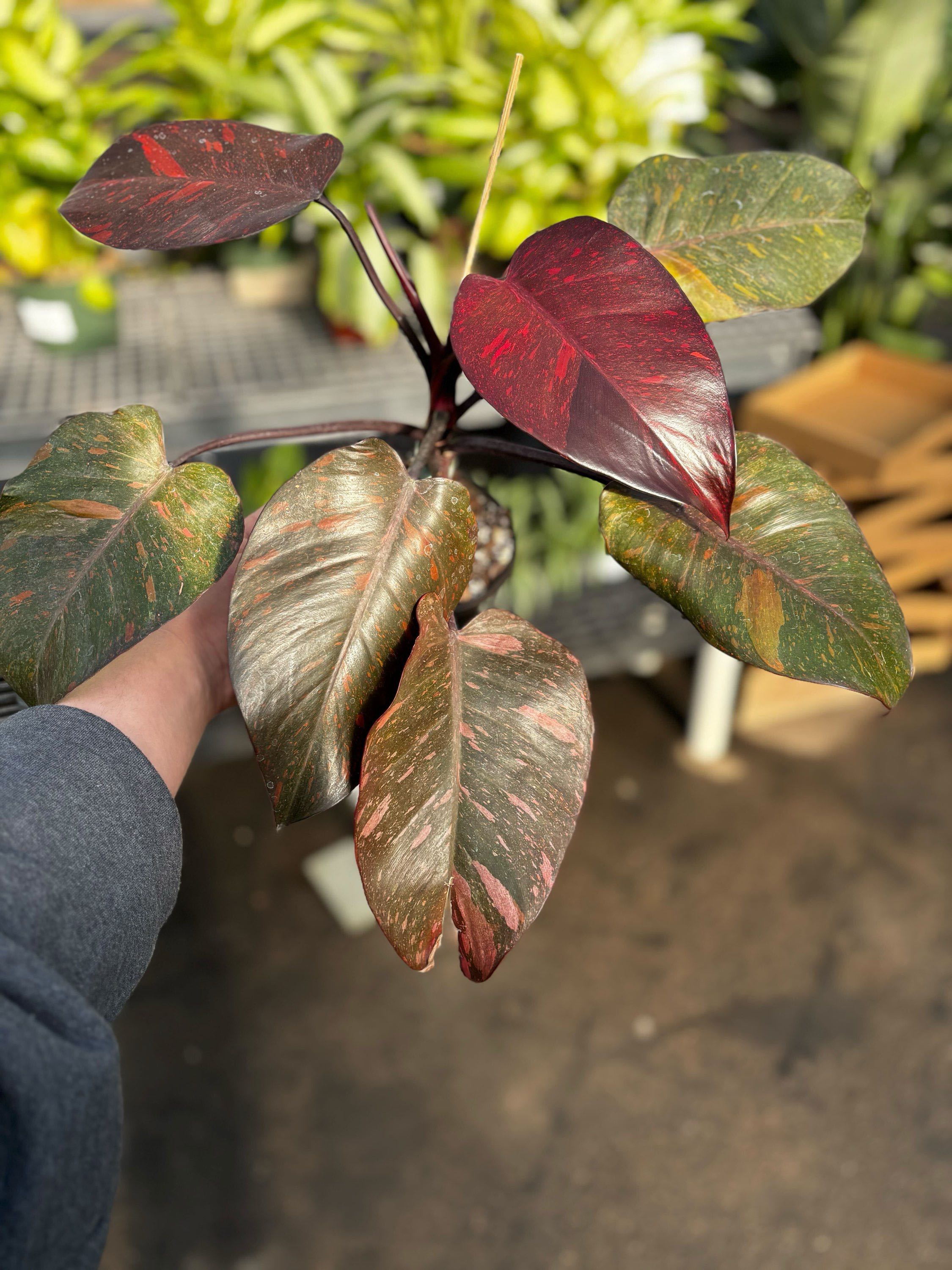 6" Philodendron Orange Princess
