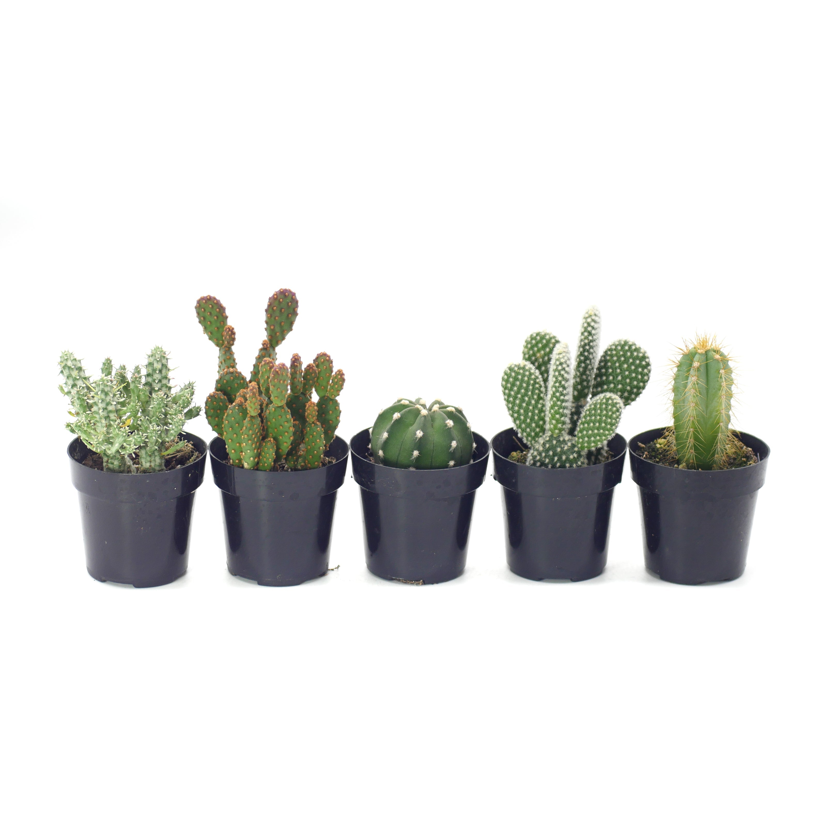 2" Cactus plant photo