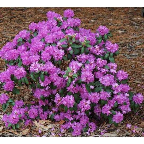 Rhododendron &
