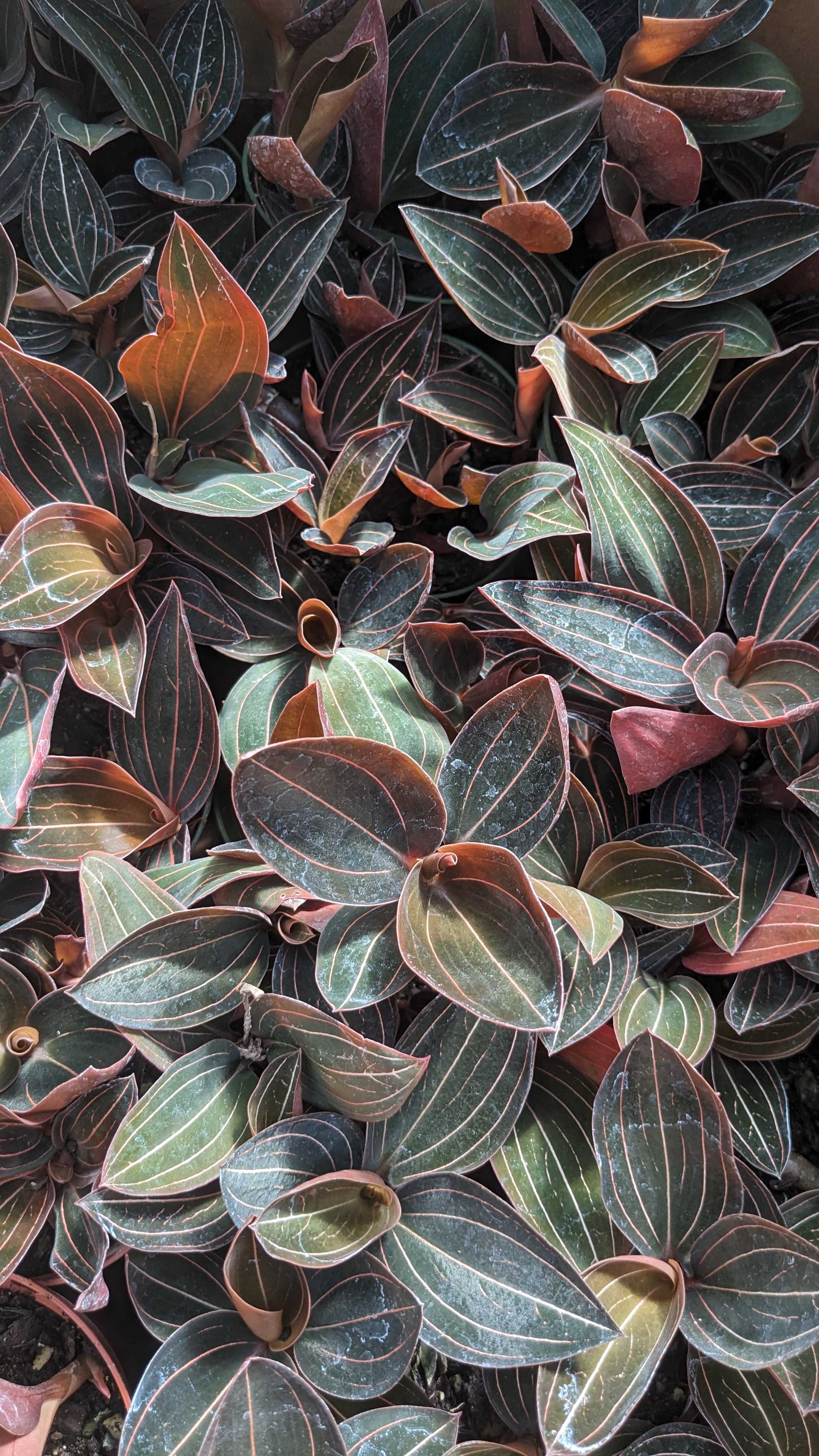 4" Jewel Orchid