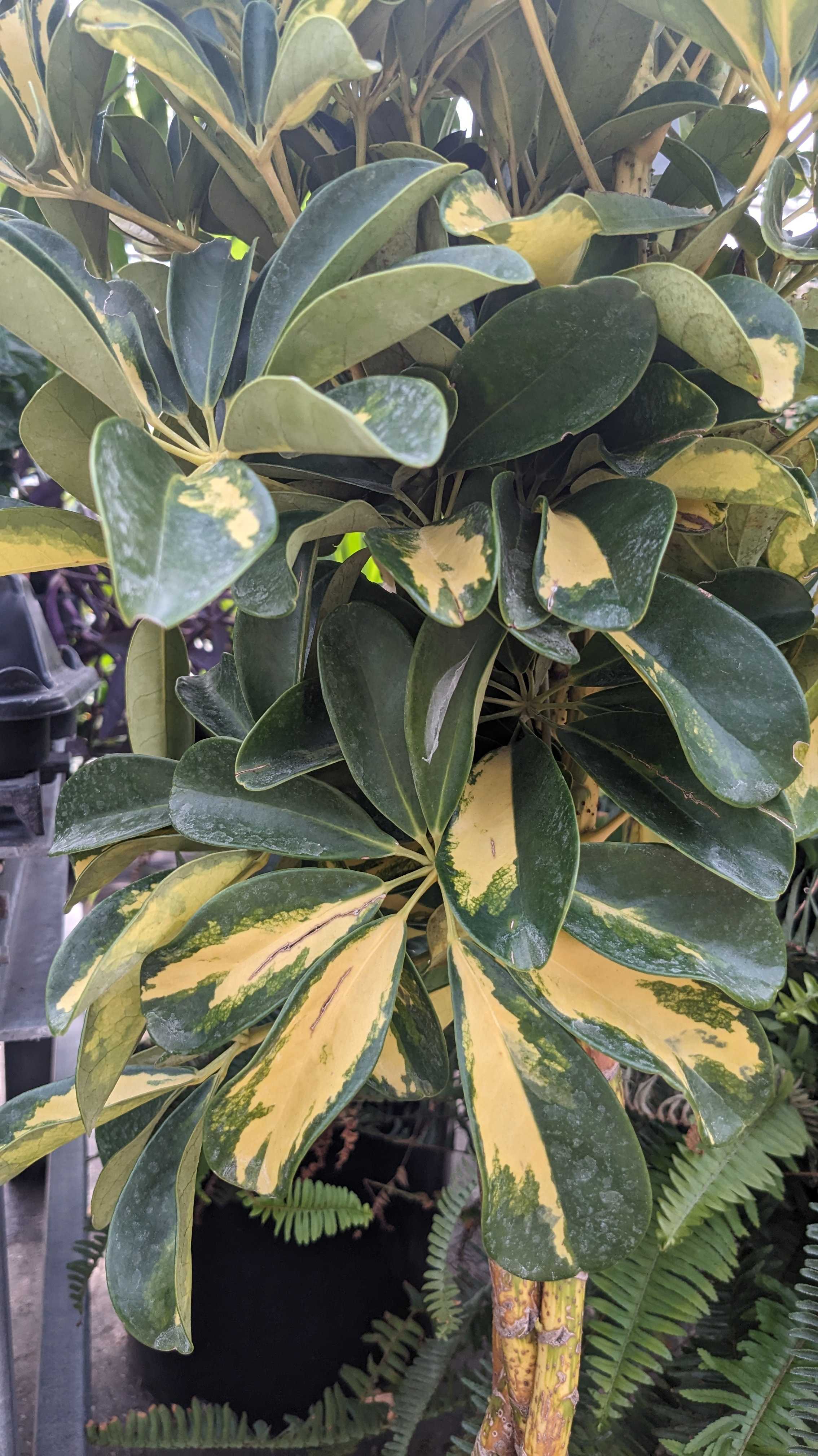10" Schefflera Gold Capella Braid