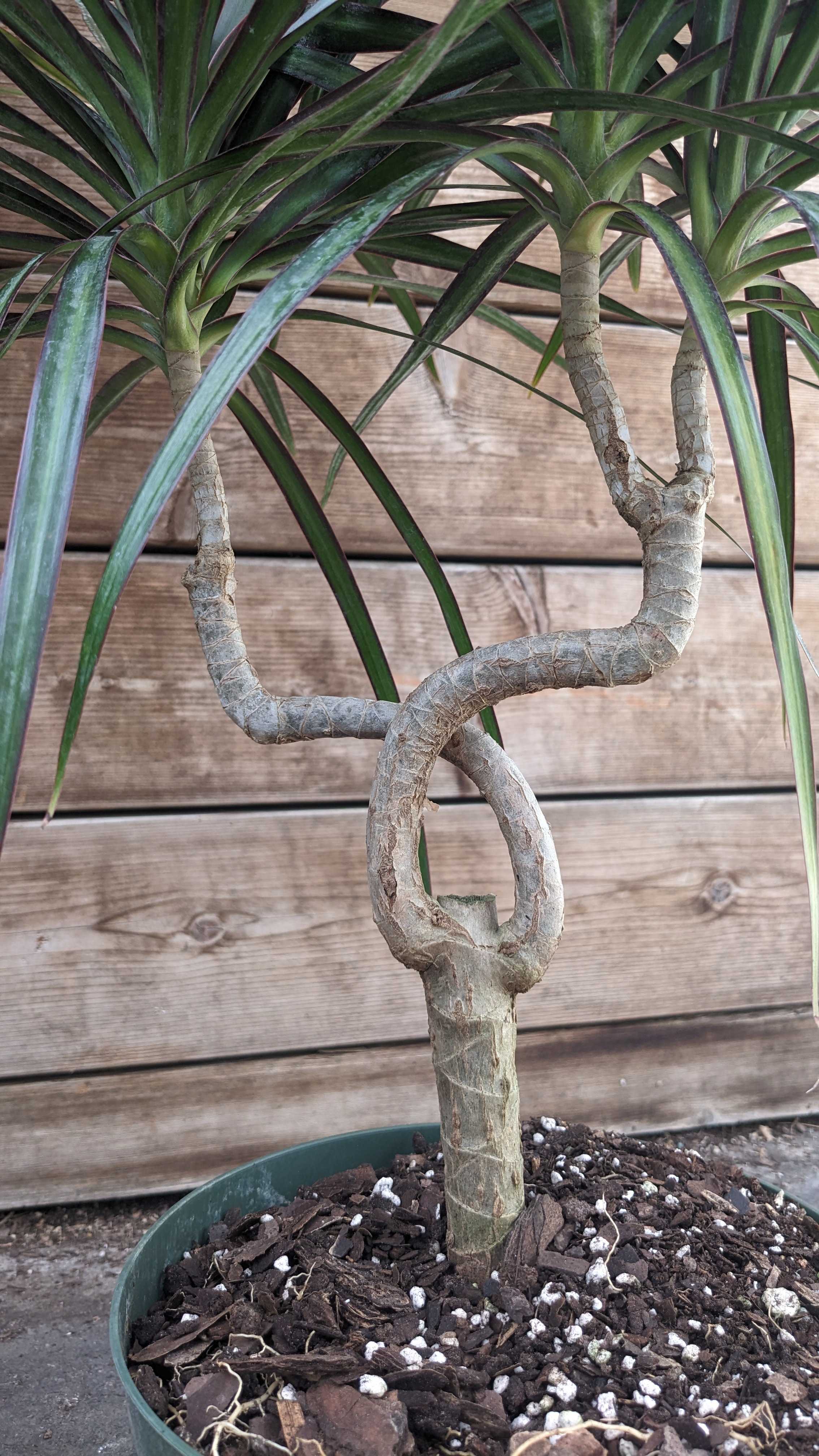 8" Dracaena Marginata Candelabra