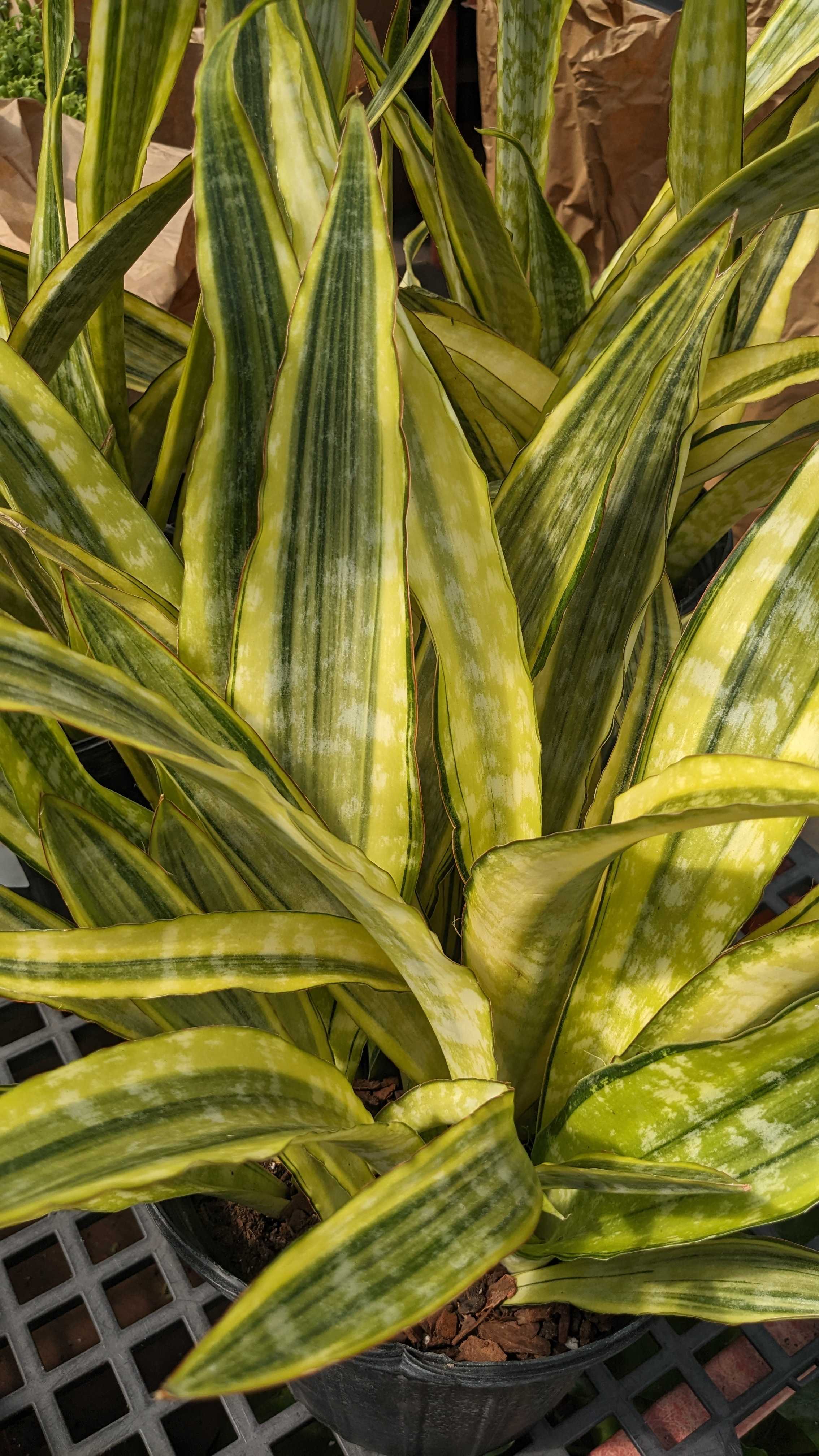 8" Sansevieria Lauren