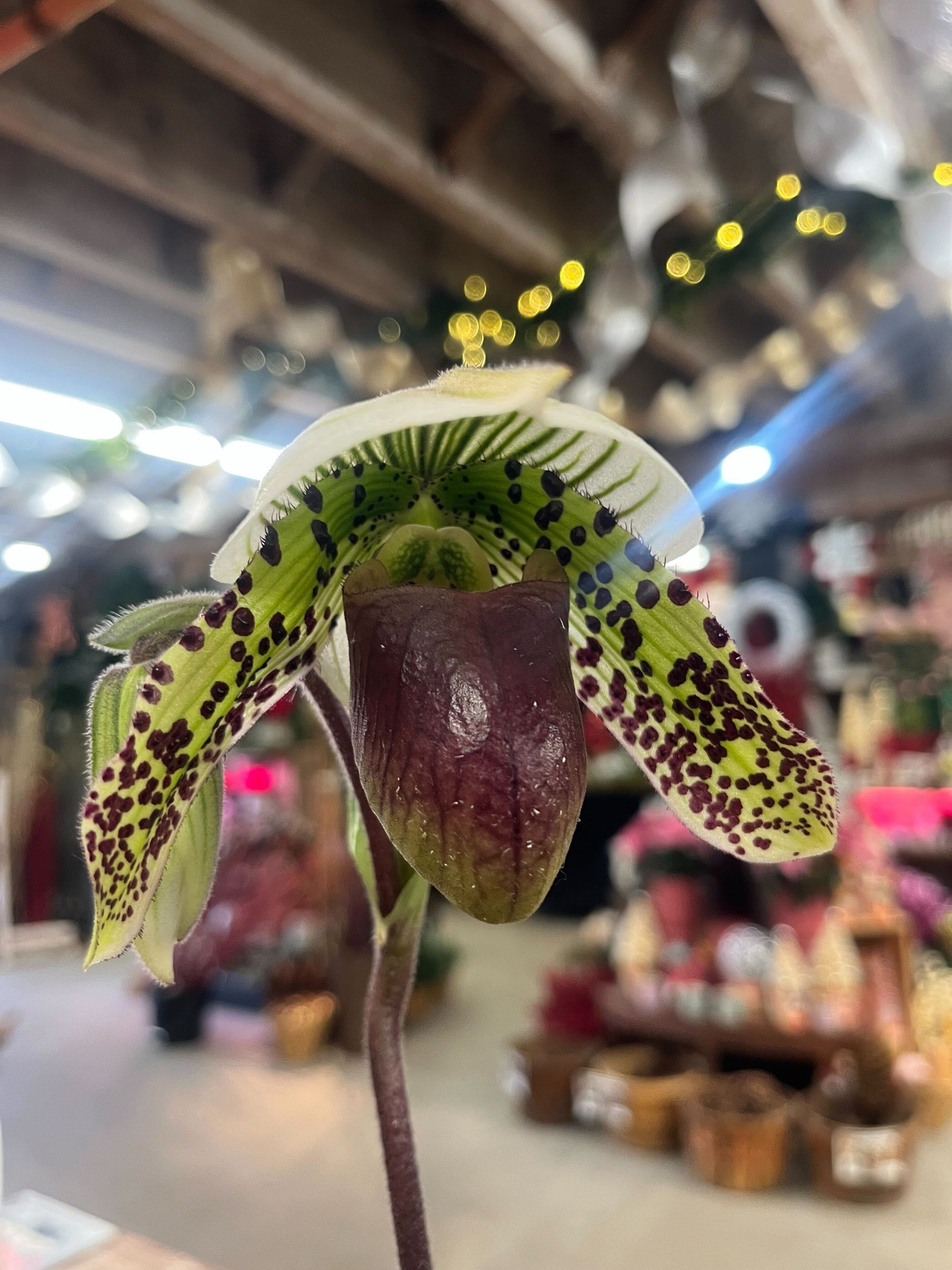 4" Paphiopedilum Orchid