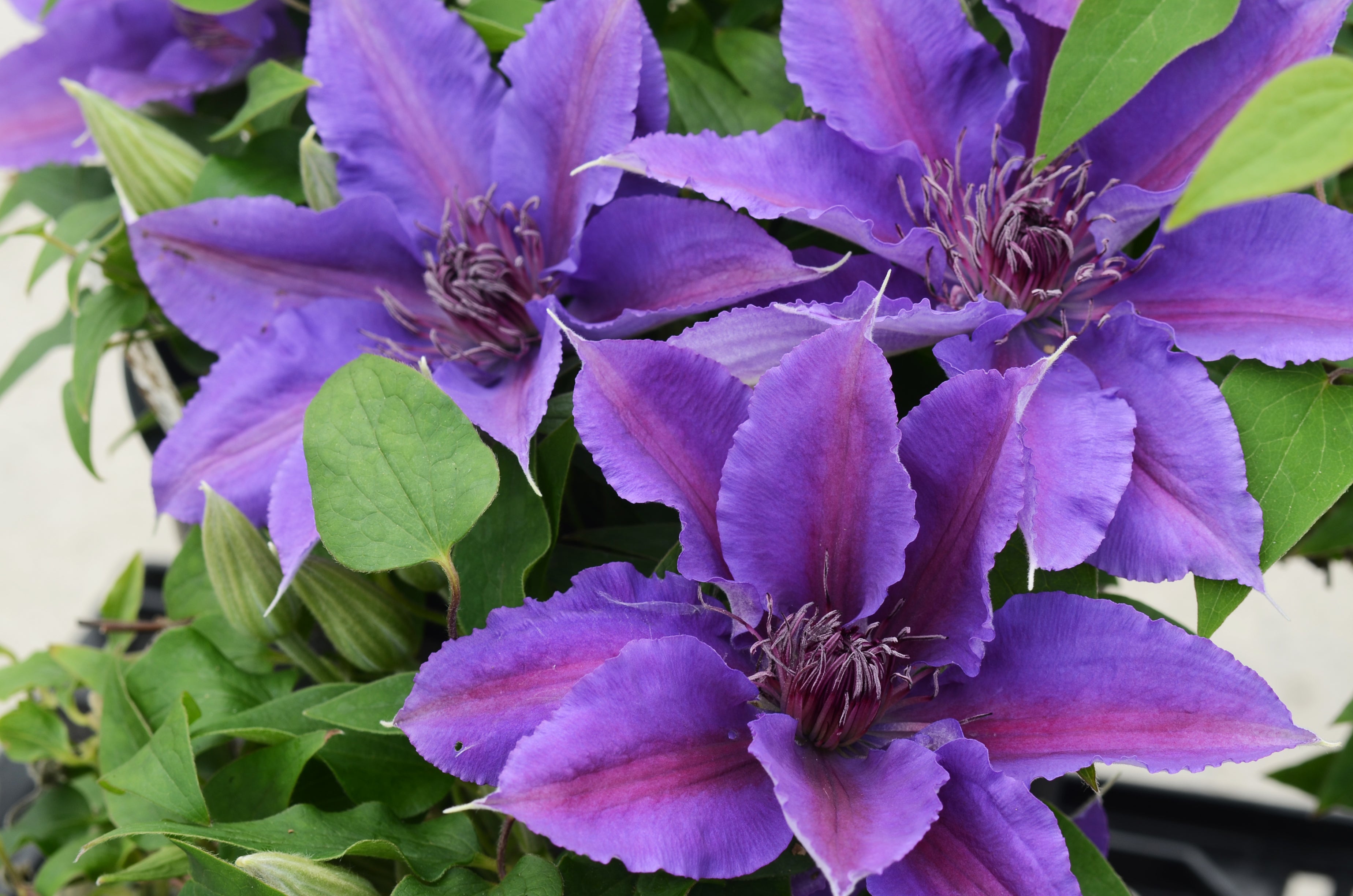 Clematis &