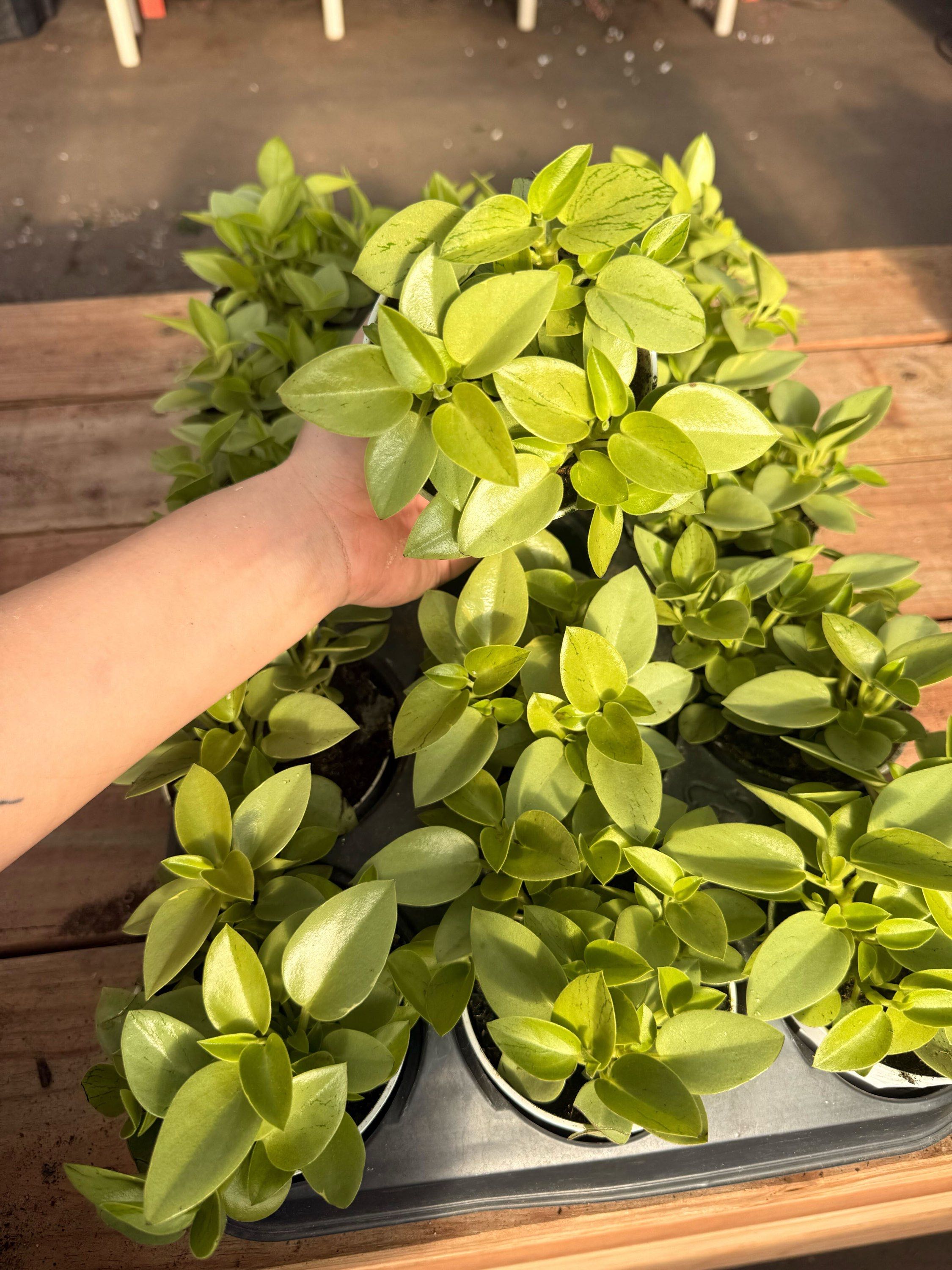 6" Peperomia Pixie Lime