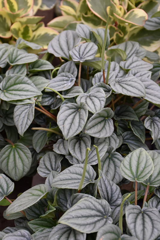 Peperomia Frost