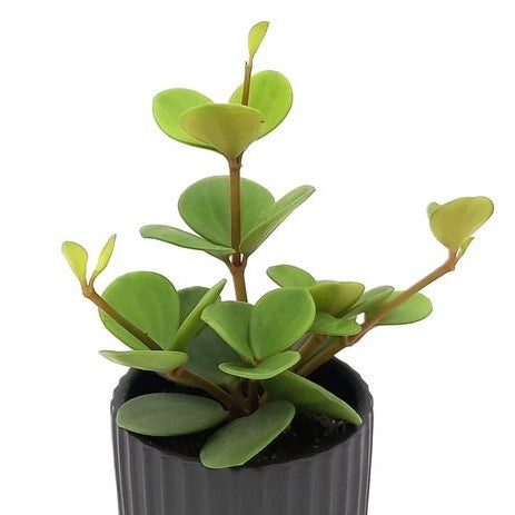 4" Peperomia Hope plant photo