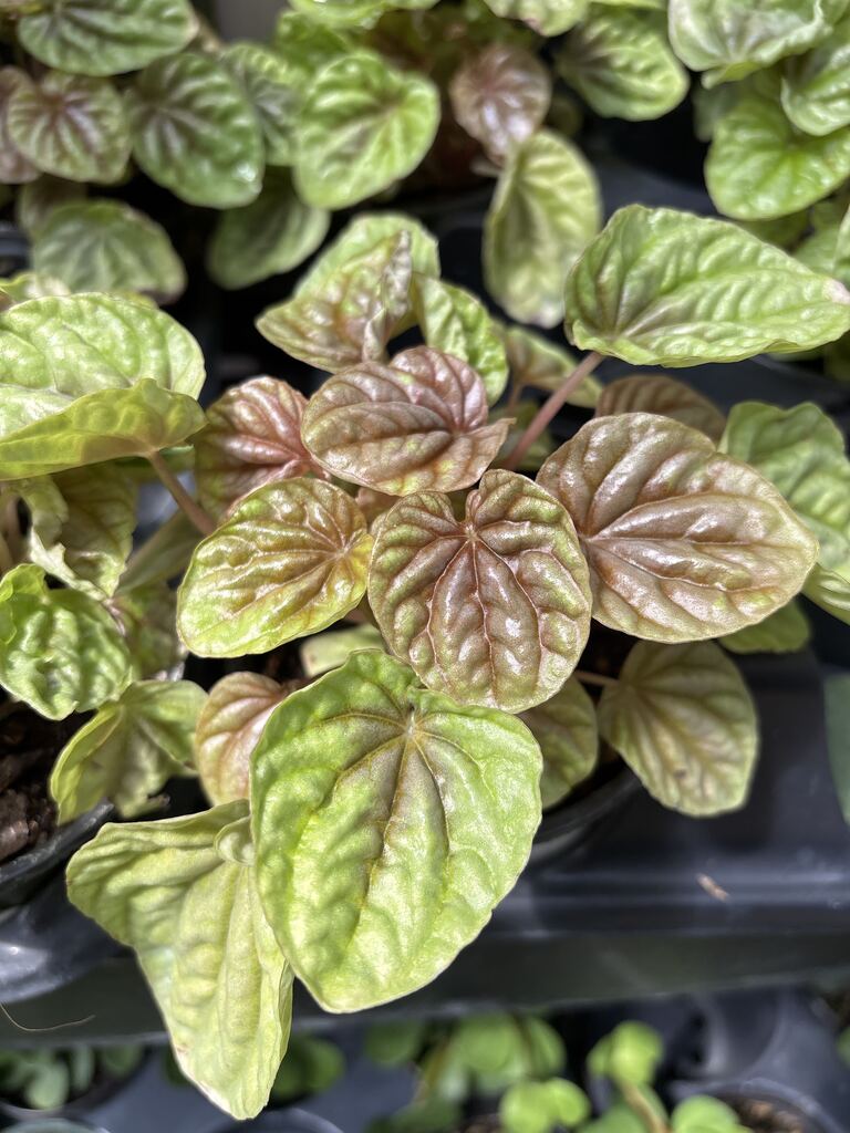 Peperomia Quito
