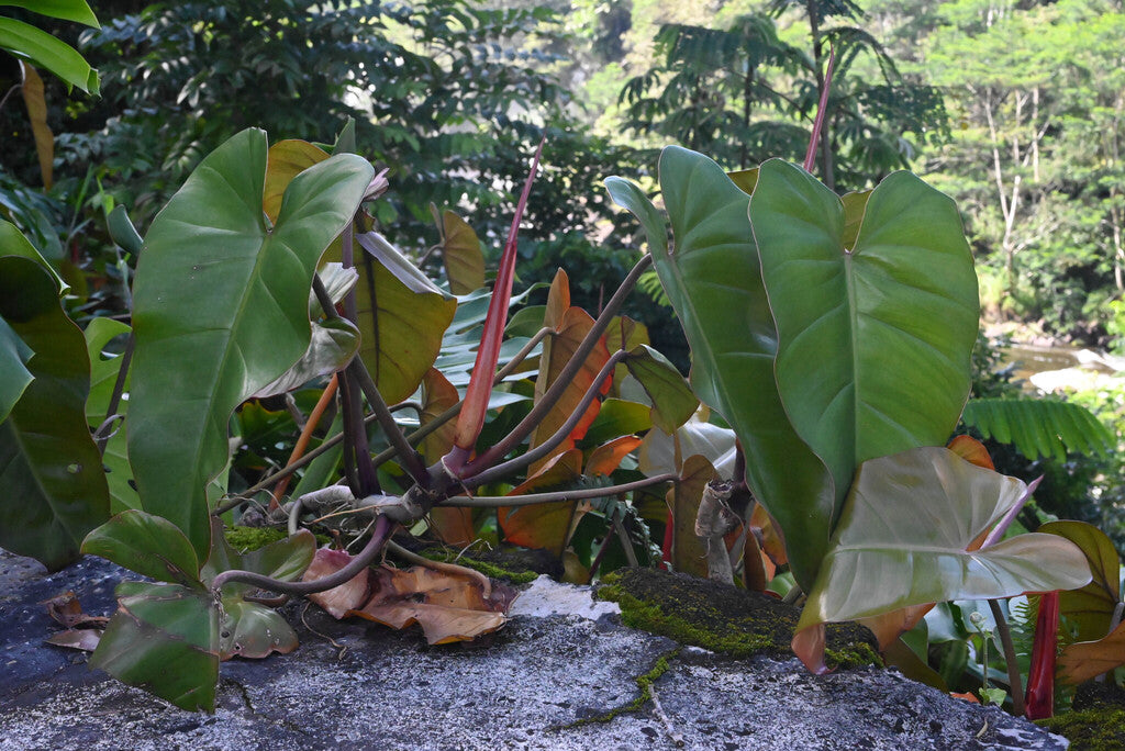 4" Philodendron Billietiae plant photo